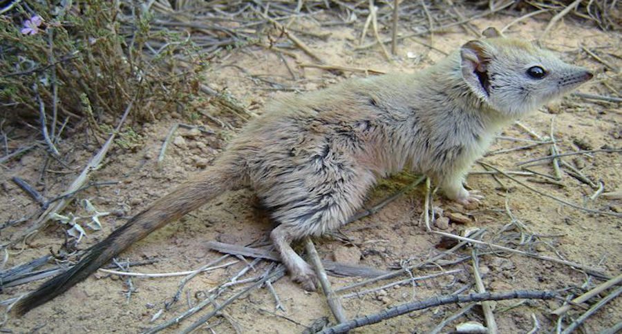 Mulgara