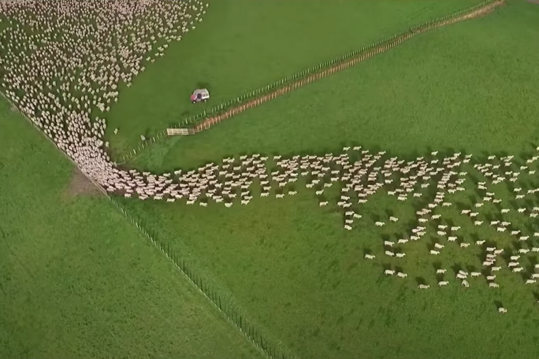 Herding Dogs, Drone