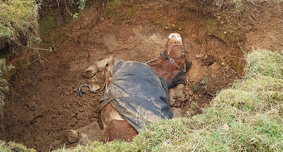horse rescue