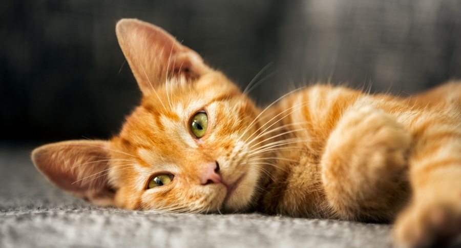 orange cat