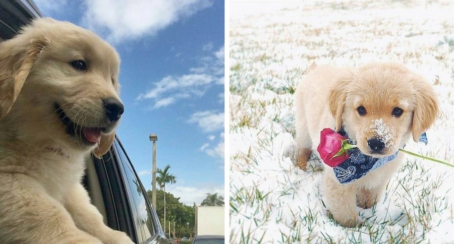 puppies