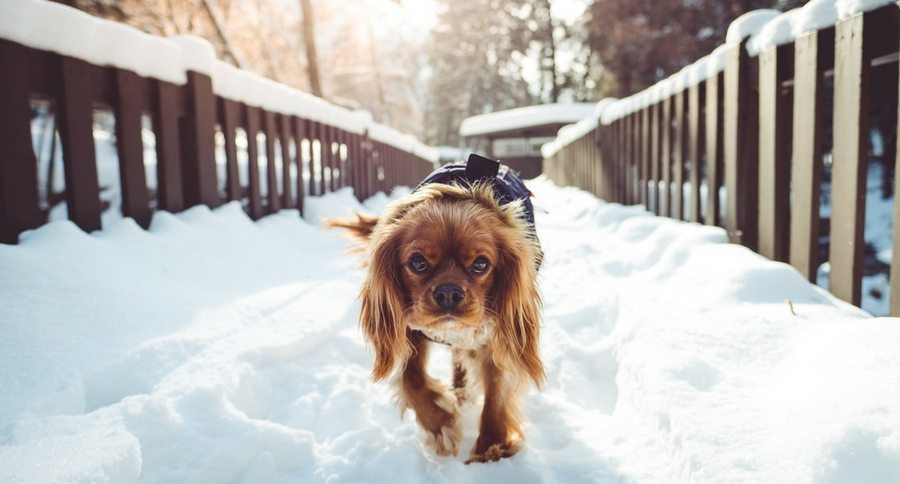 dog in snow
