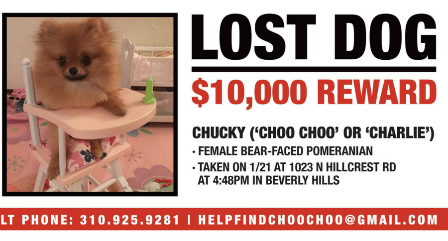 lost dog ad