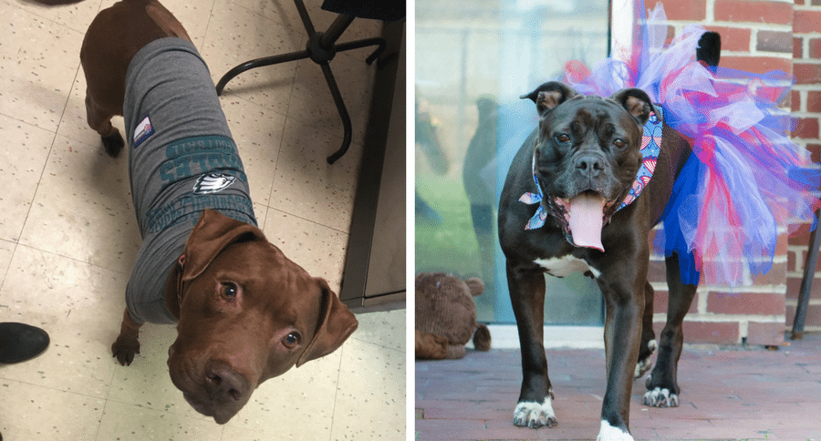 Pennsylvania SPCA underdogs