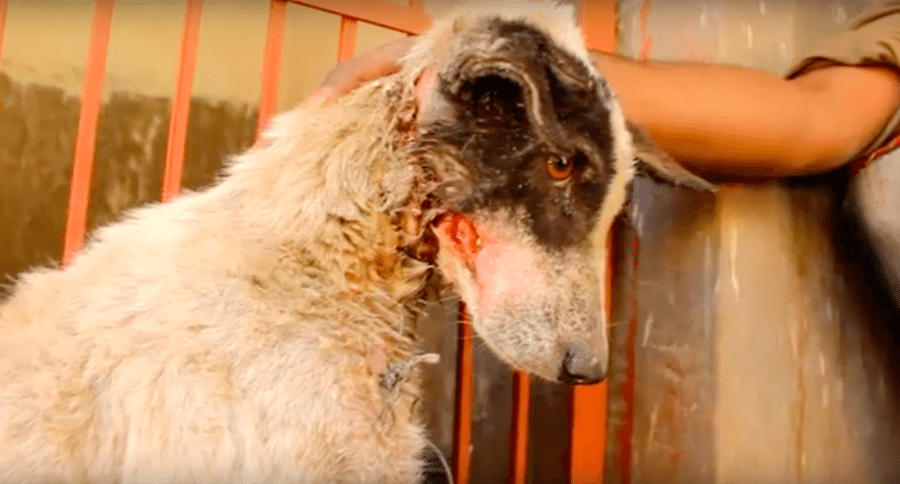 abused dog