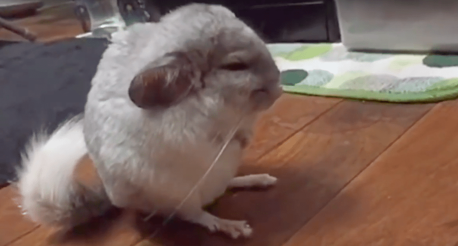 Chinchilla