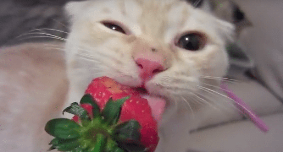 kitten eating strawberry