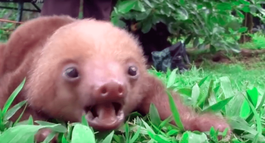 baby sloth