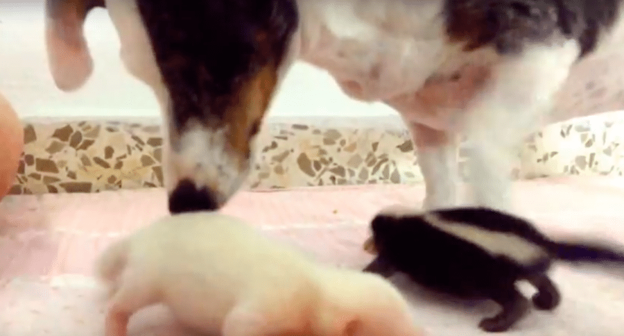 dog with baby skunks