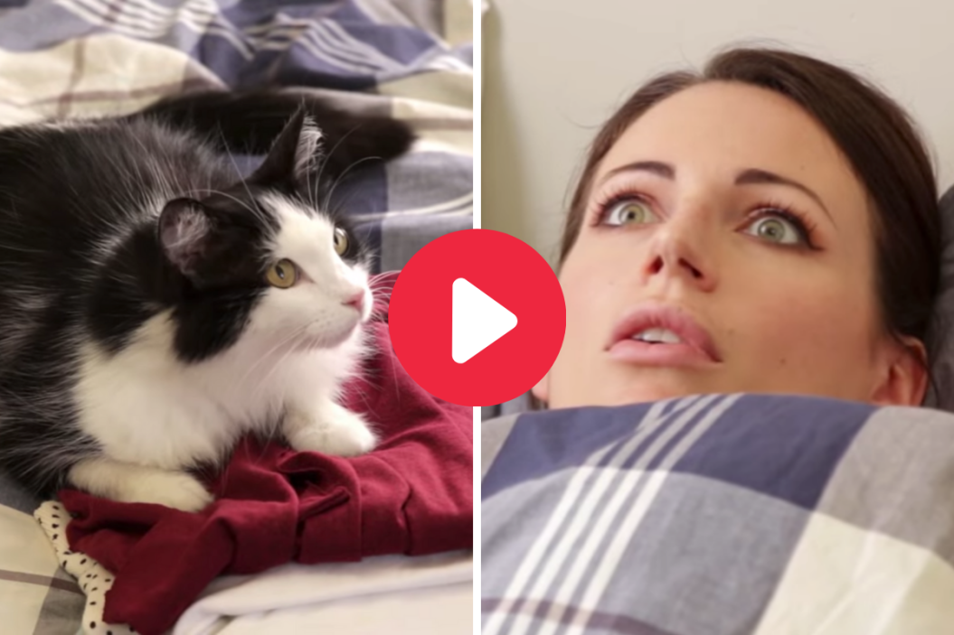 Signs cats actually own us.