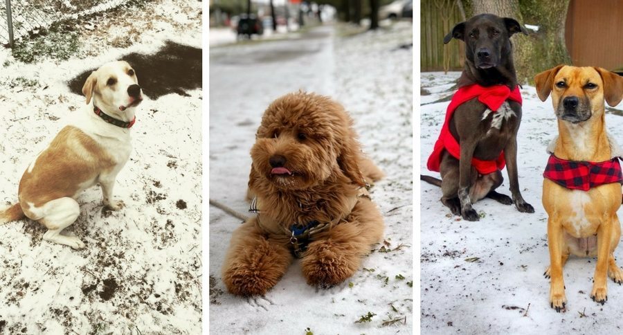 Texas dogs in snow