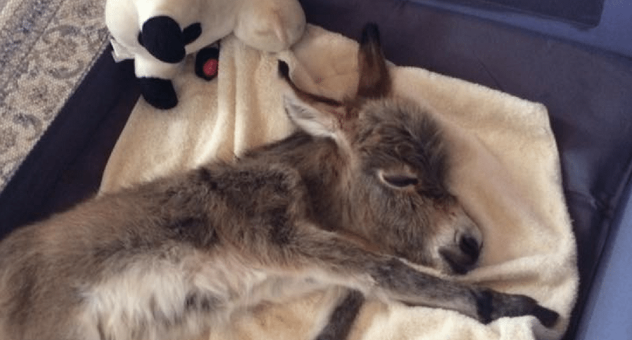 Tiny Tim the Miniature Donkey