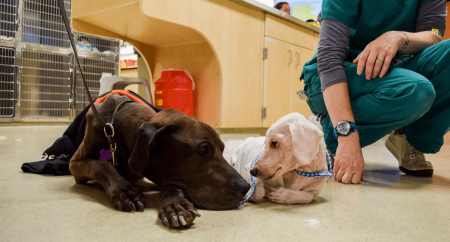 Two abandoned dogs