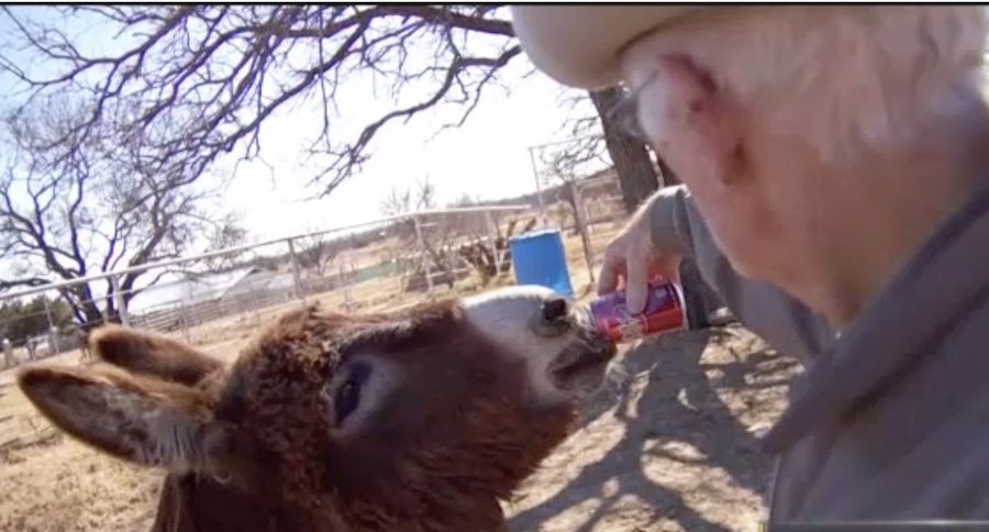 Donkey drinking Dr Pepper