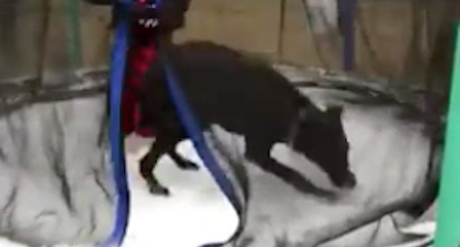 Dog on trampoline