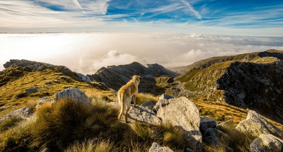 dog mountain