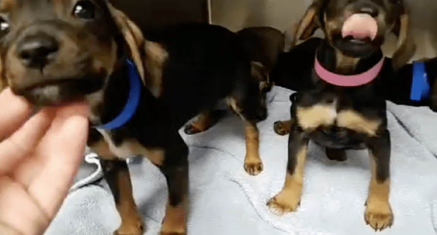 beagle puppies