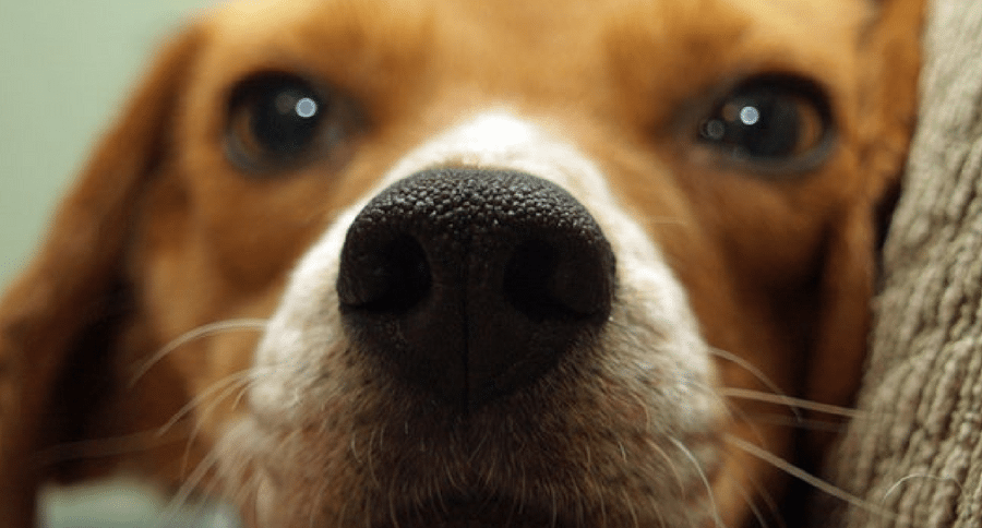 beagle nose