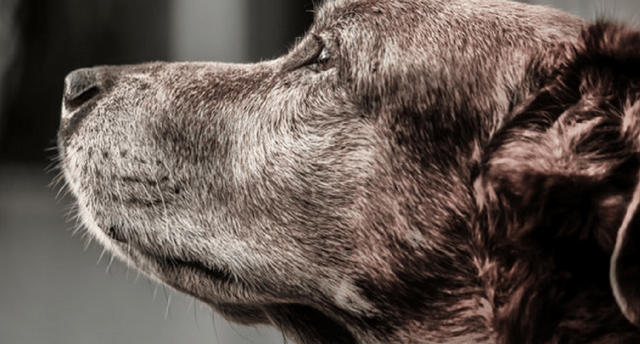 old dog