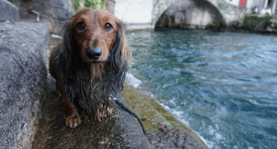 dachshund travel