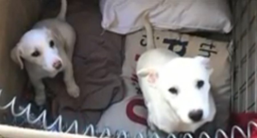 stray puppies