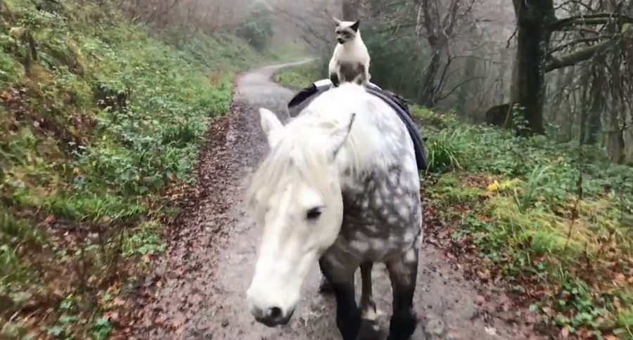 cat rides horse