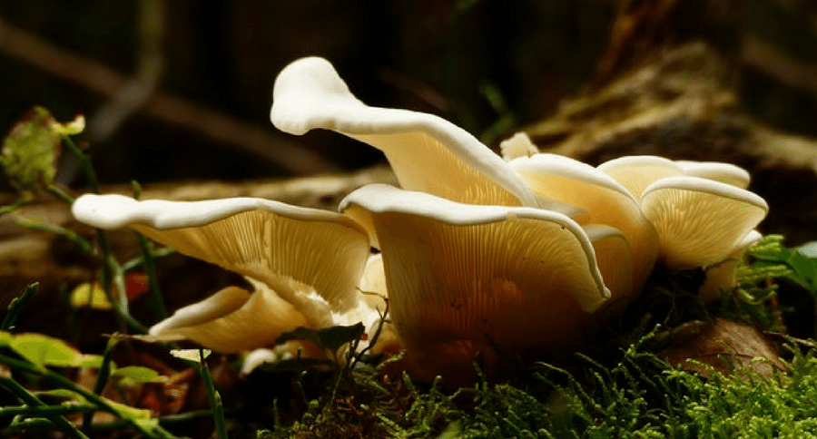 mushroom
