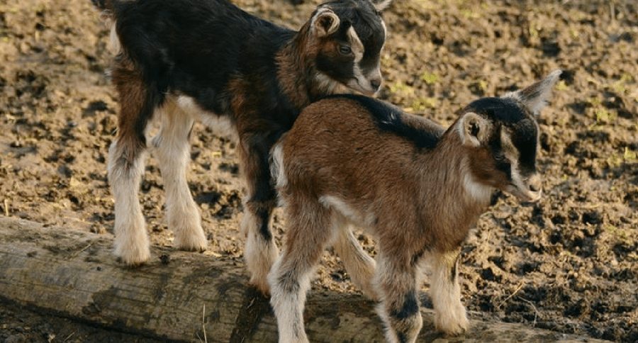 baby goats