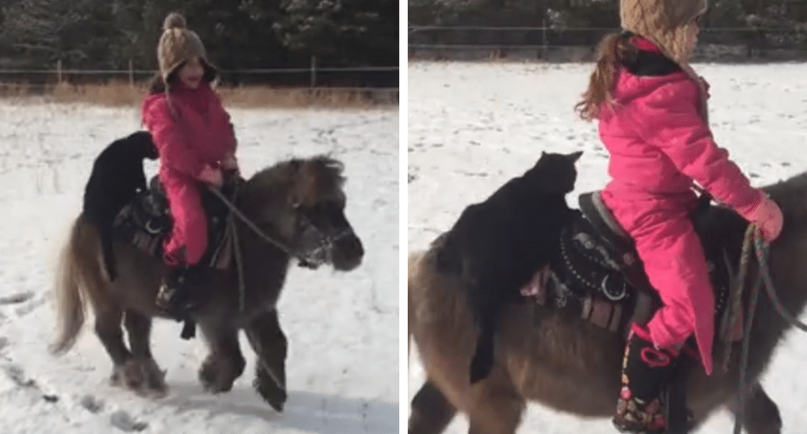 cat and little girl riding mini horse