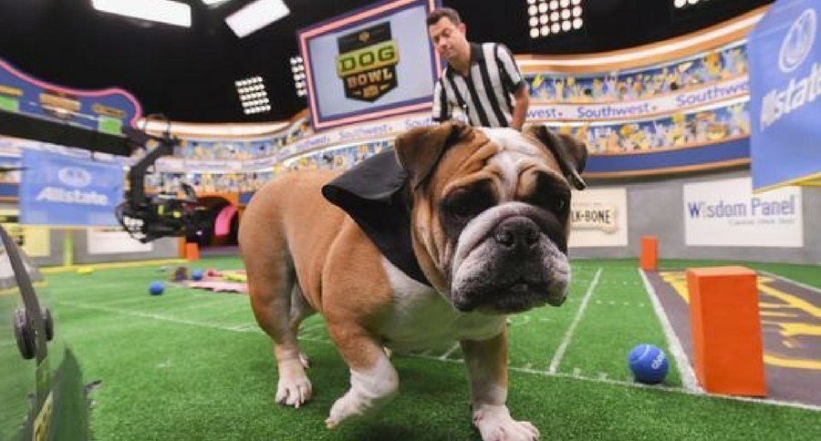 dog bowl