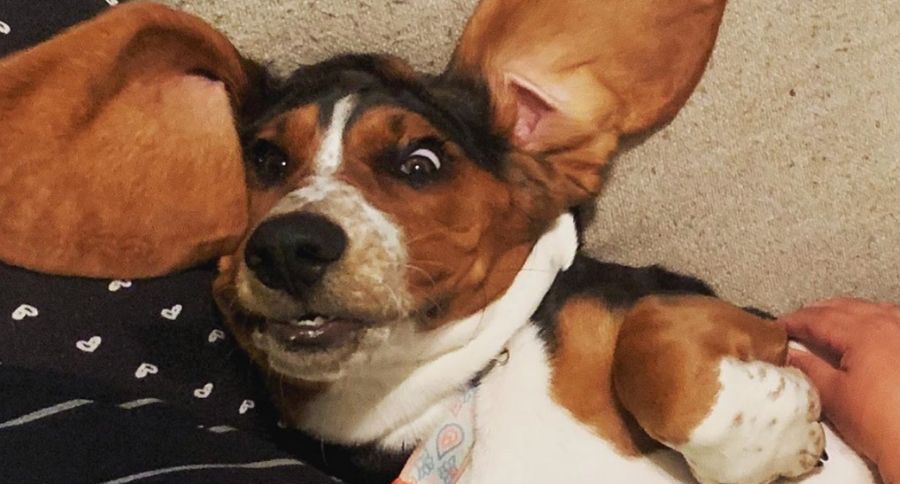 Floppy Ears