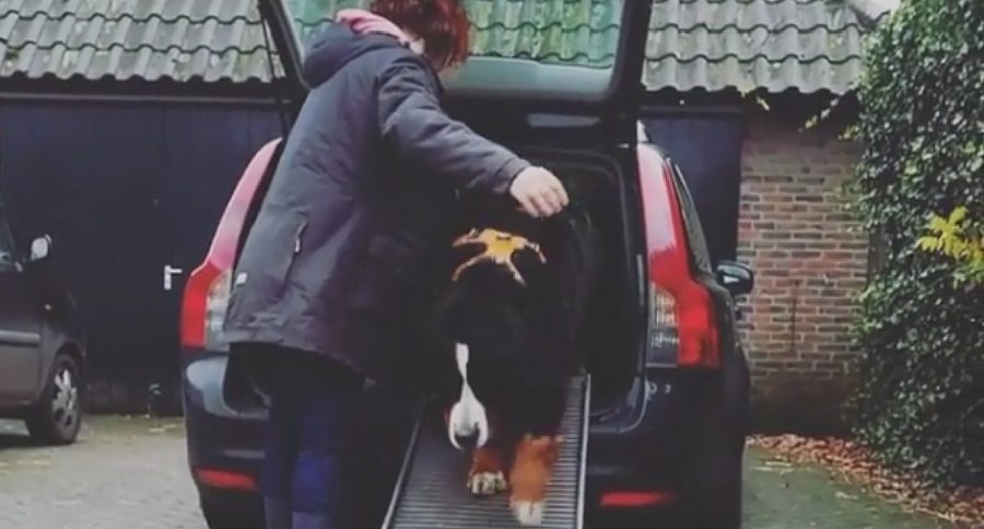 Bernese Mountain Dog