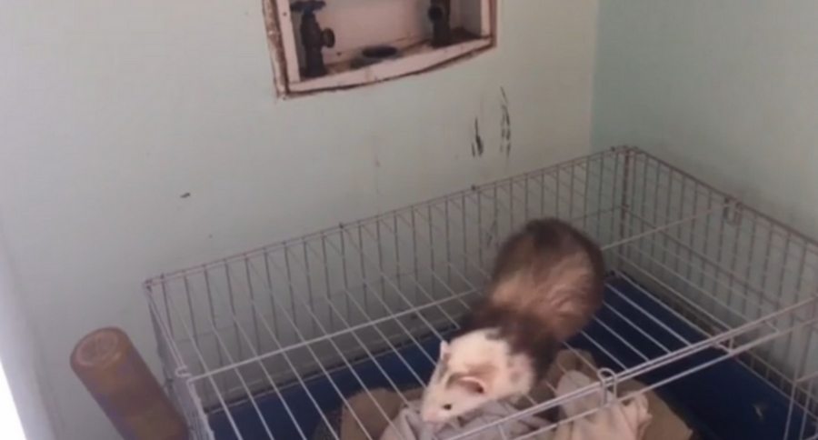Ferret