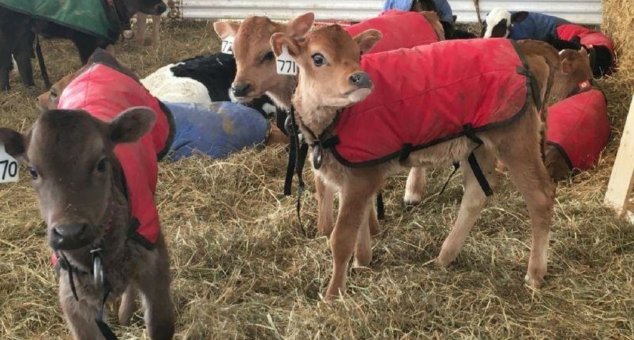 calves