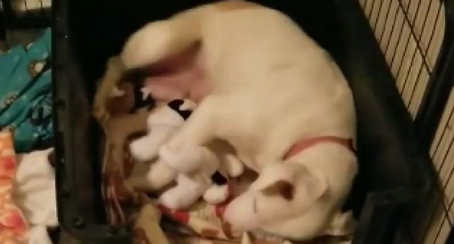 dog mom