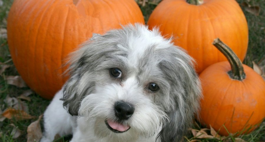 dog pumpkin