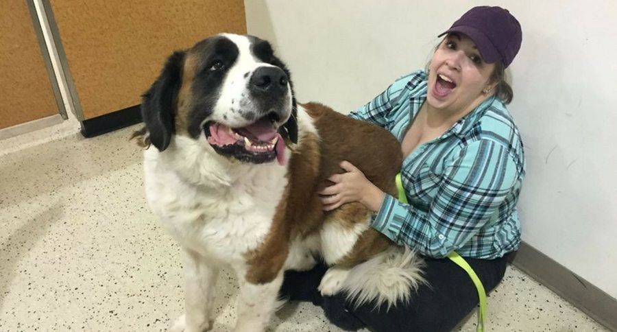 woman and St. Bernard