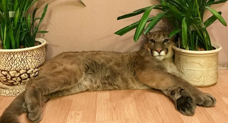 pet puma