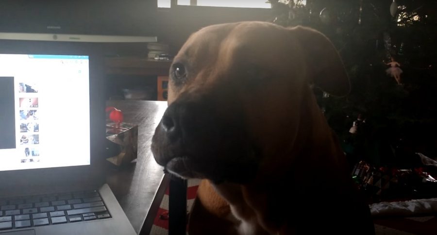 pit bull