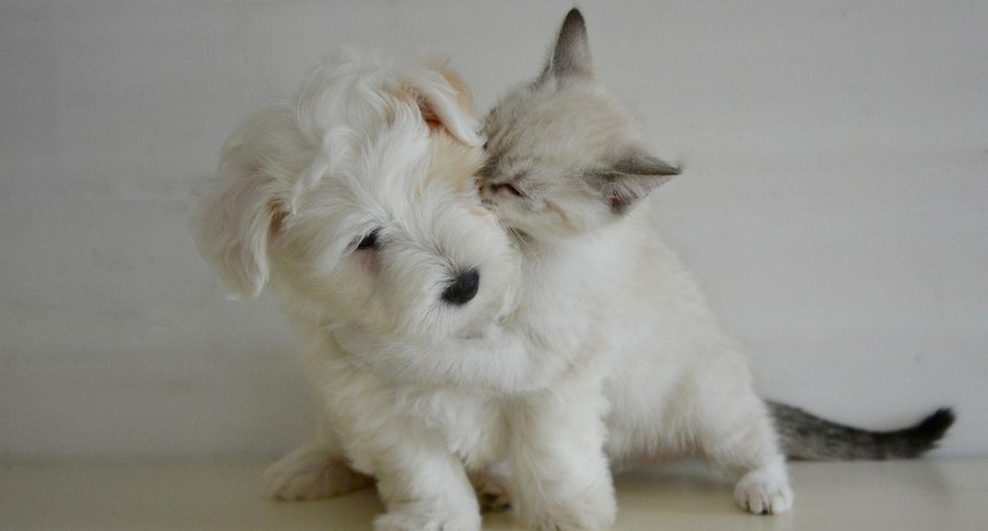 cat and dog