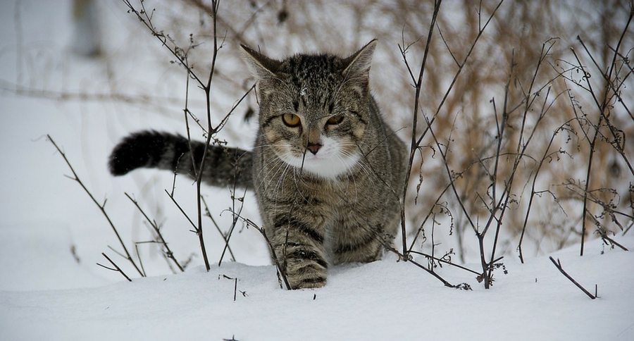 cat in snow