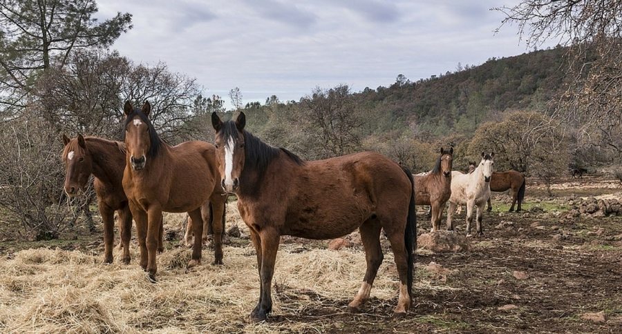 wild horses