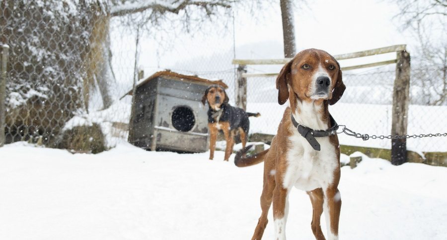 chained dog in snow