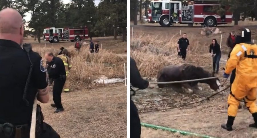 Clydesdale rescue