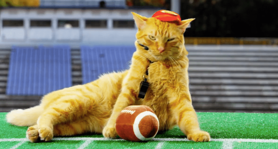 kitten bowl
