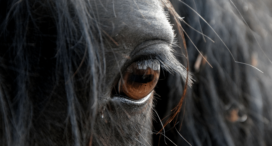 horse eye