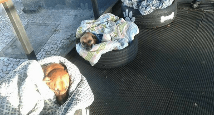stray dogs