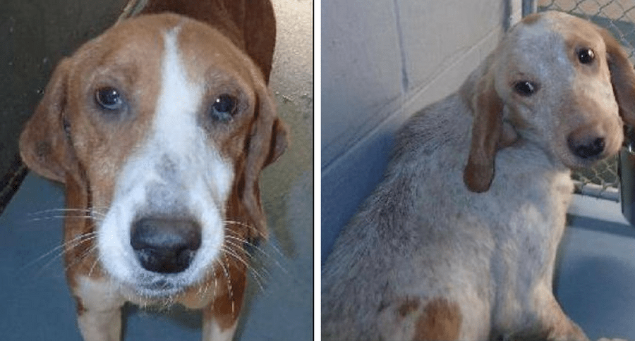 adoptable hound dogs