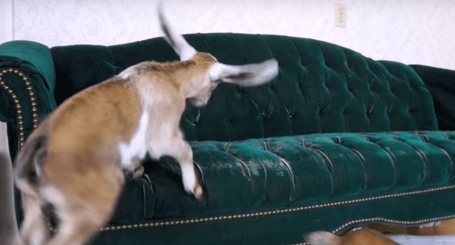 baby goats