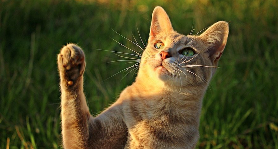 Cat batting with paw